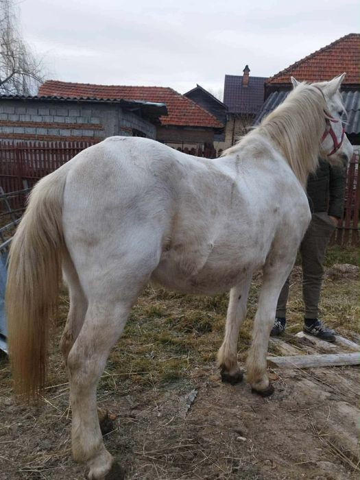Vând cal castrat foarte cuminte și înțelegător, în vârstă de 9 ani. Of