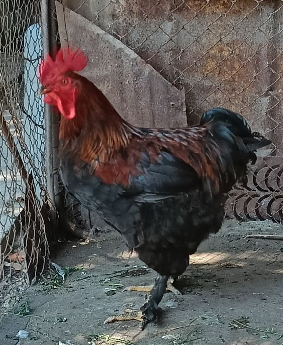 De vînzare cocos