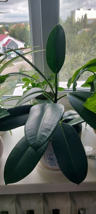 Продам комнатные цветы