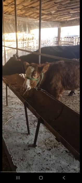 Ona bola sigir sotiladi