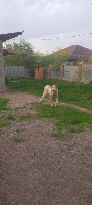 Продам кобеля алабая полтора года