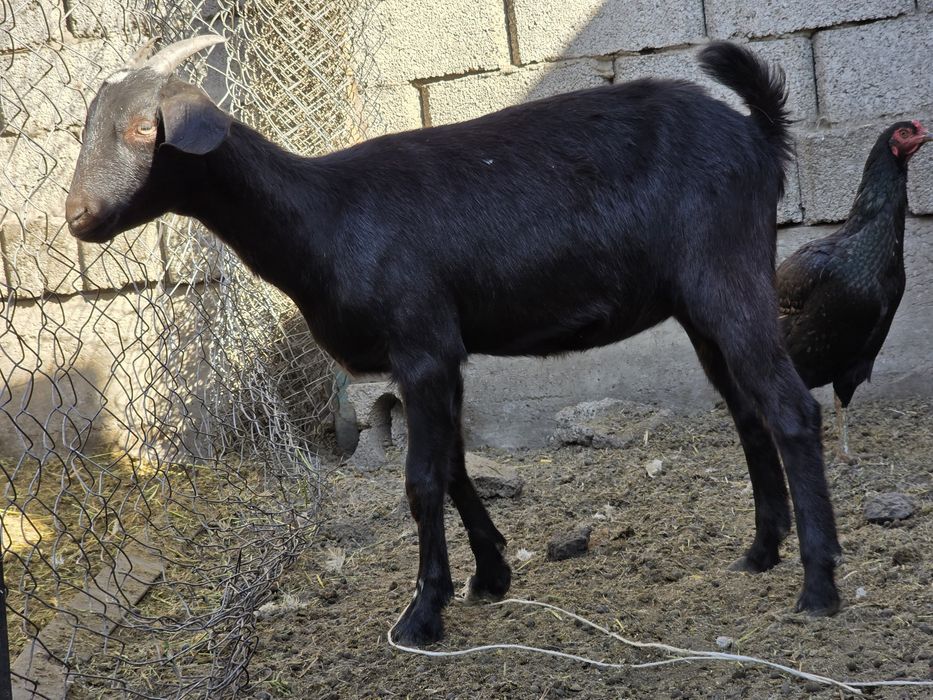 Ұрғашы лақ 6 айлық