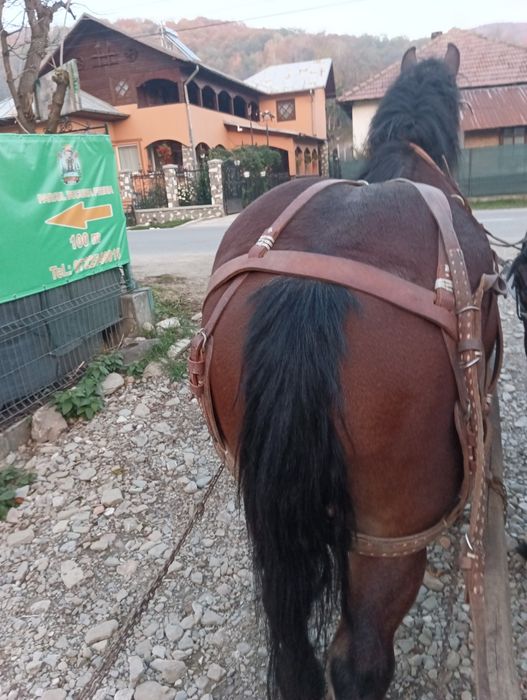 Cal de 4 ani de vânzare