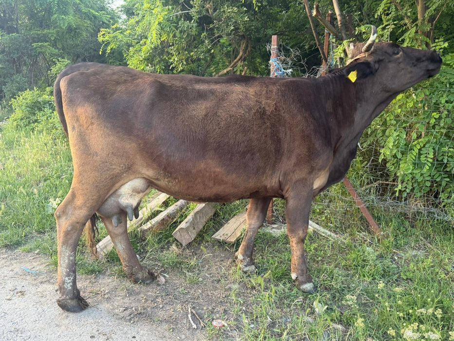 Vaca buna de lapte