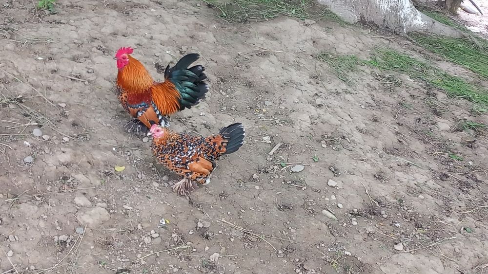 Pui de gaina rasa mii de flori