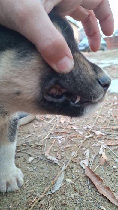 Қара күшік сатылады