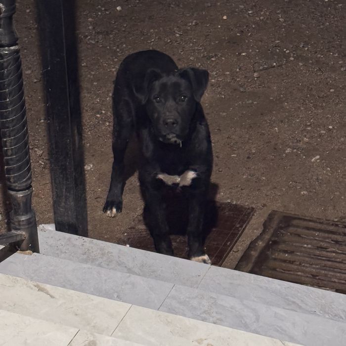 Отдам щенка лабрадора