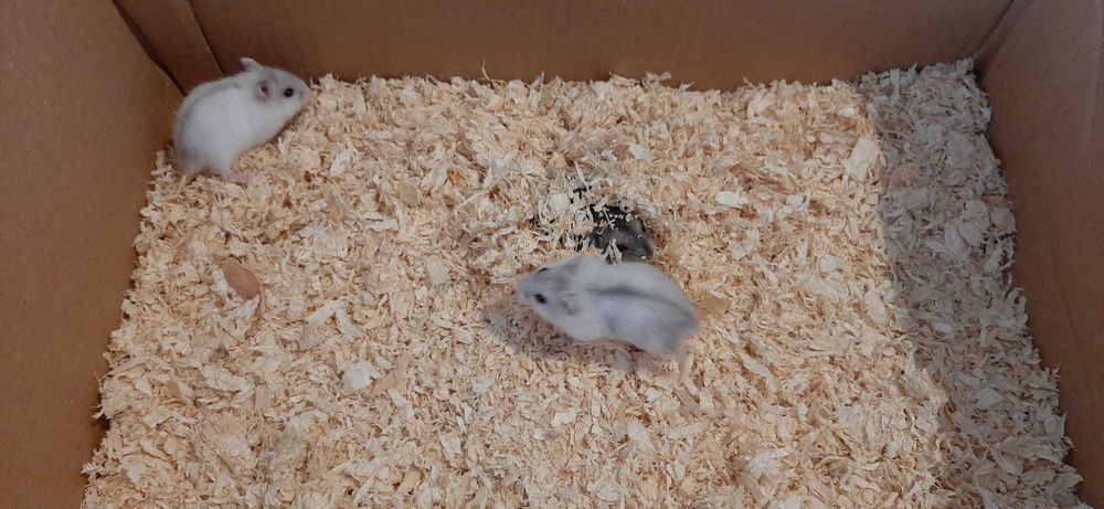 Pui de hamster pitic de vânzare