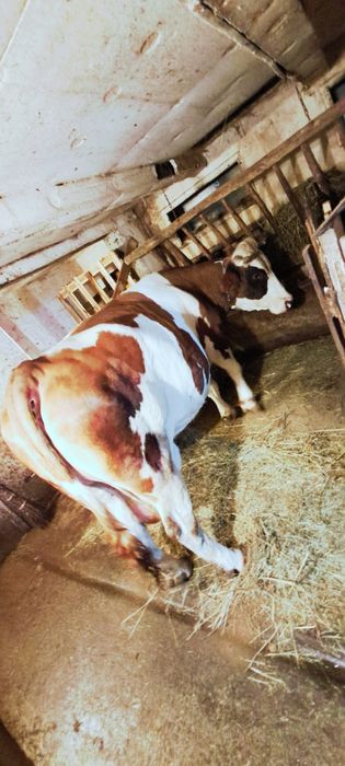 Vaca gestanta in 8 luni