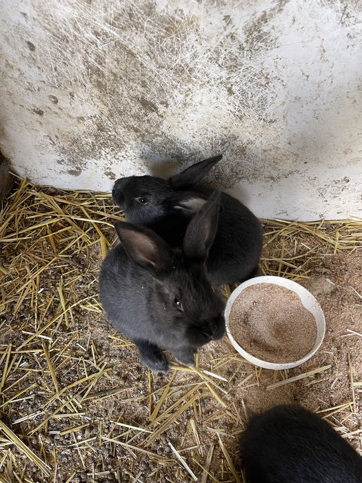 Продам кроликов 1.5 месяца