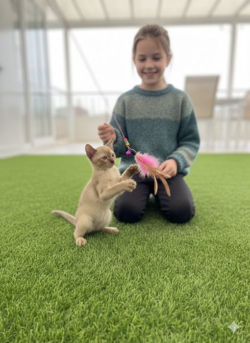 Малыш породы Европейская Бурма.