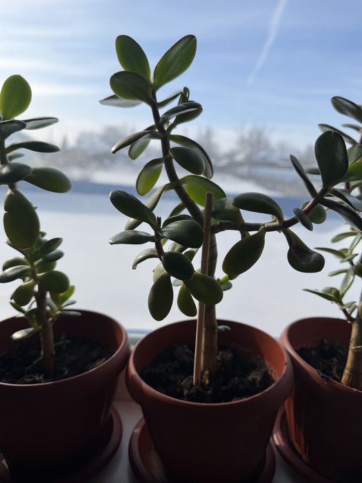 Денежное дерево Красула Толстянка