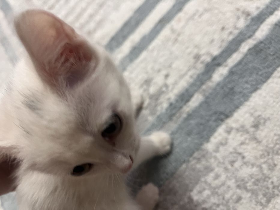 Кошечка ищет дом