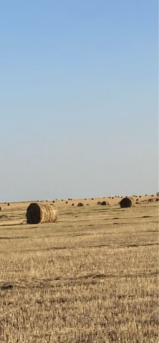 Продам сено в рулонах