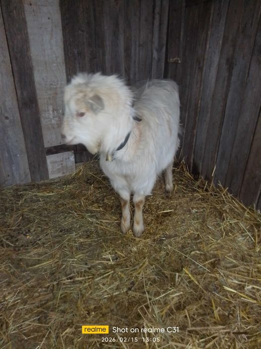 Vând sau schimb iada saanen