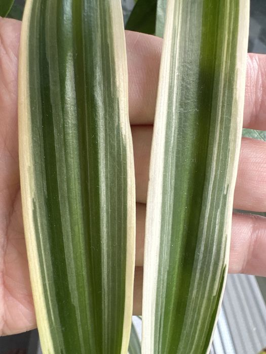 Хлорофитум Variegatum