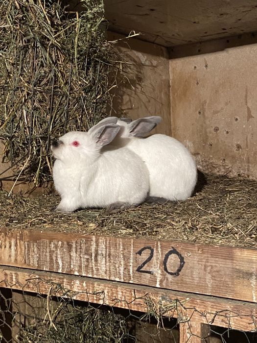 Californian rasa pura