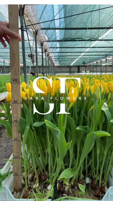 Оптовая продажа тюльпанов