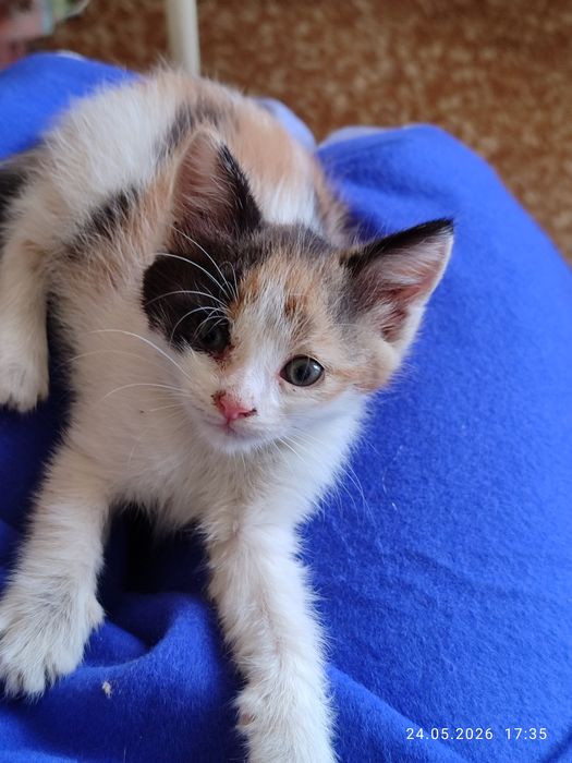 Подарявам малко коте