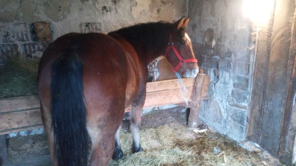 Mânză de vânzare sau schimb cu vaci vitei ,crapator/despicator de lemn