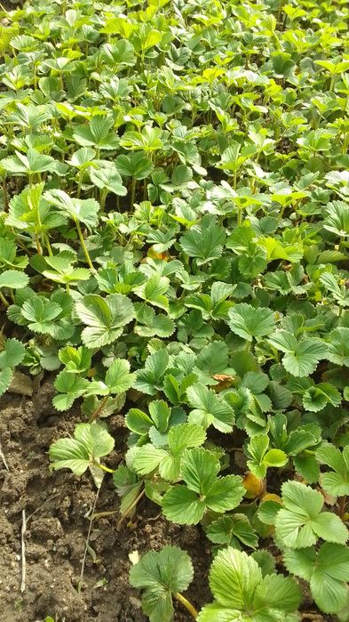 Рассада ремонтантной клубники