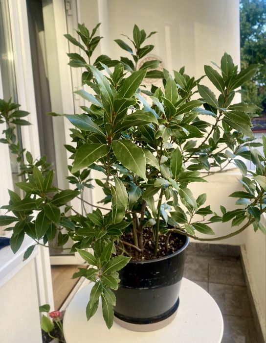 Dafin 90 cm inaltime x 100 latime