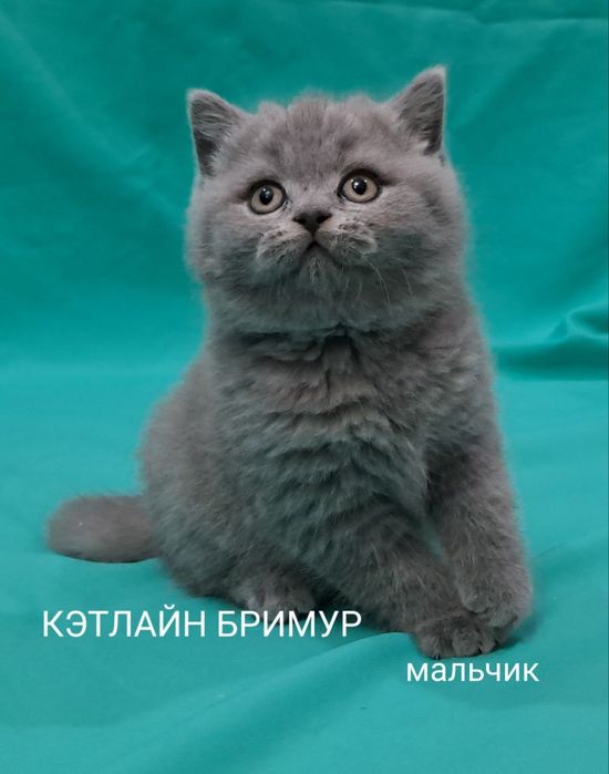 Британские котята. Пиномник.