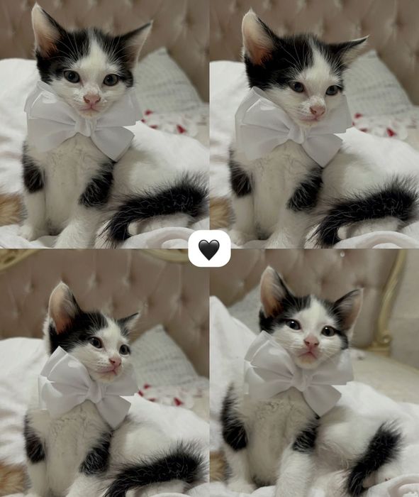 Кошки, котята, мысык