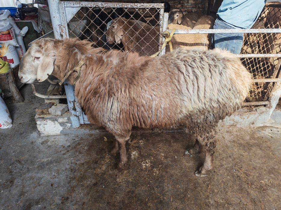 Эхсон, акика ва маросимлар учун тайëр ку́чкорлар сотилади.