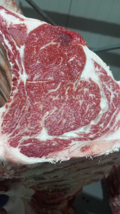 vitele,juninci si vaci din  rasa WAGYU (vaci japoneze