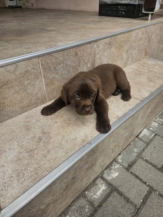 Labrador Ciocolatiu