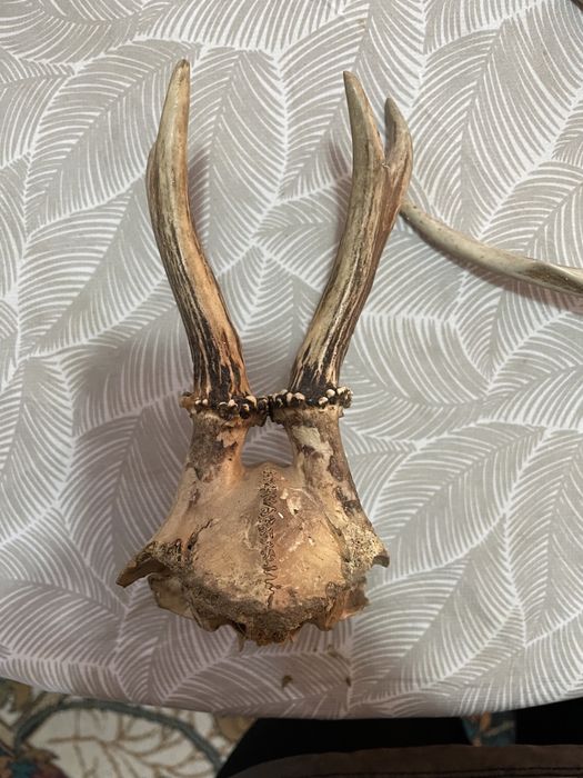 Antichitatii diverse