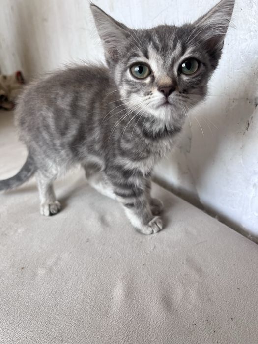 Отдам красивых котят