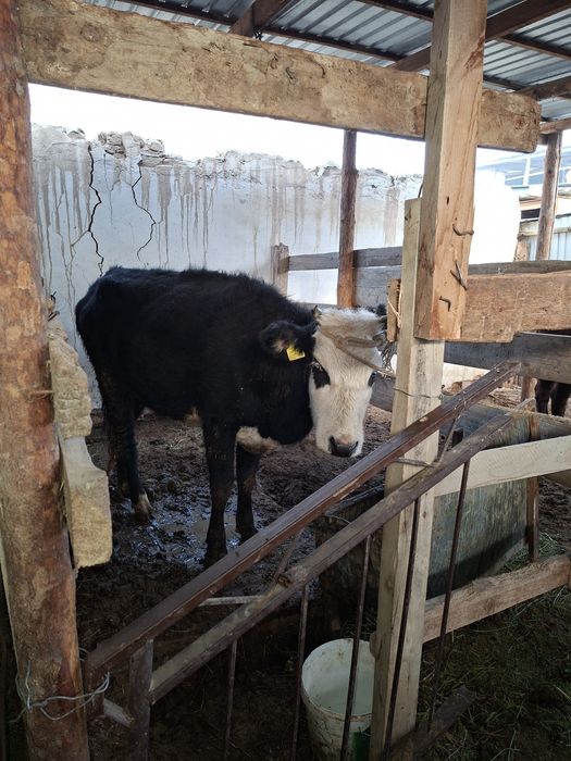 Продаётся корова