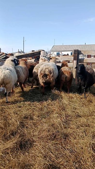 Продам жирного кошкара