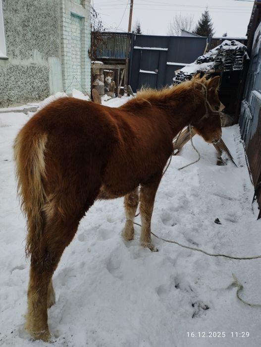 Продам жабагы, еркек