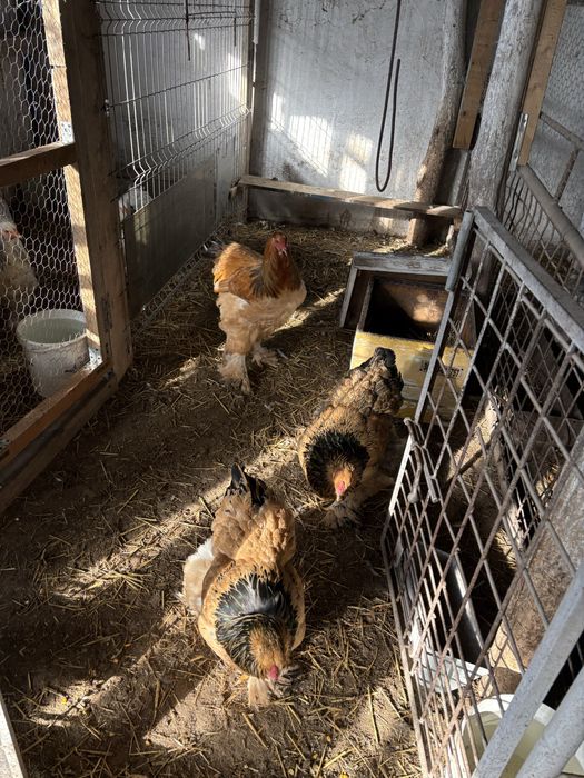 Gaini brahma columbia