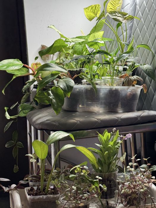 Комнатные растения