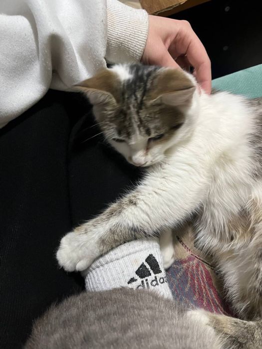 Кошка девочка бесплатно