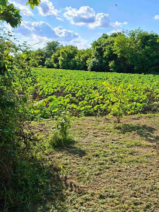 Продава се Къща в Силистра, в.з. Юг - 300 кв.м за 1054 €/кв.м - Снимка #18