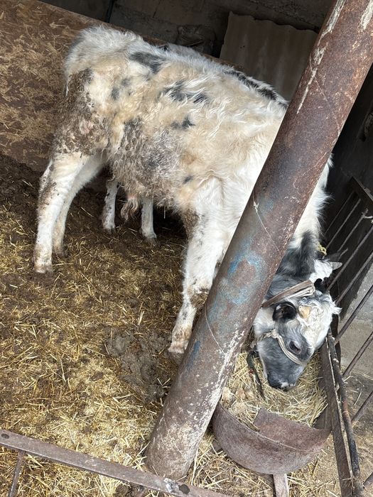 2 бас бука… 1 кышкентайы 230000 тг