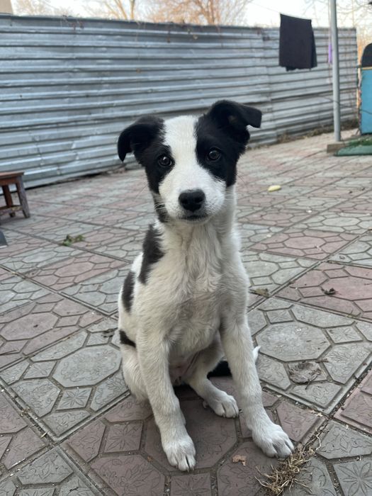 щеночек (девочка)