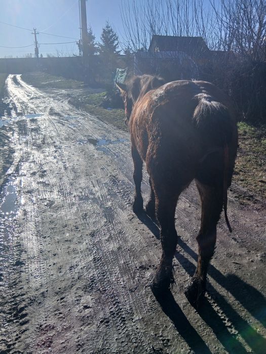 De vânzare iapa garantată de ham gestanta de 5 luni