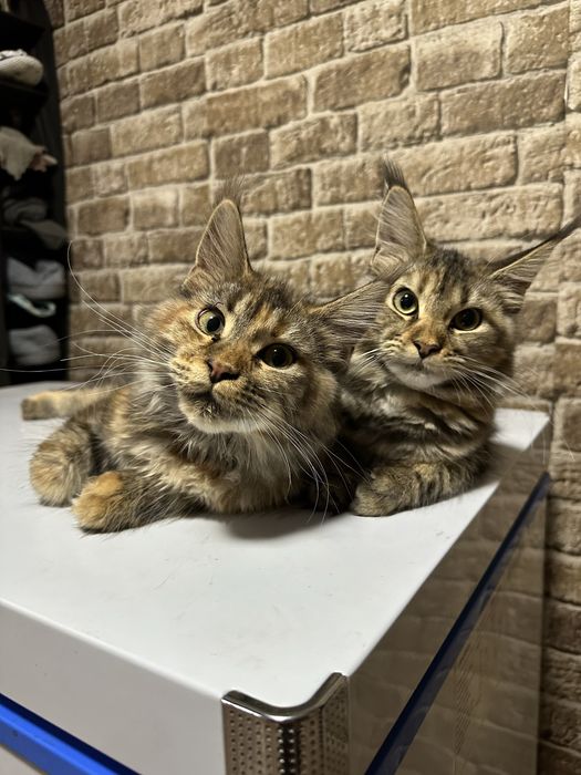 Котята Мейнкуны! Девочки