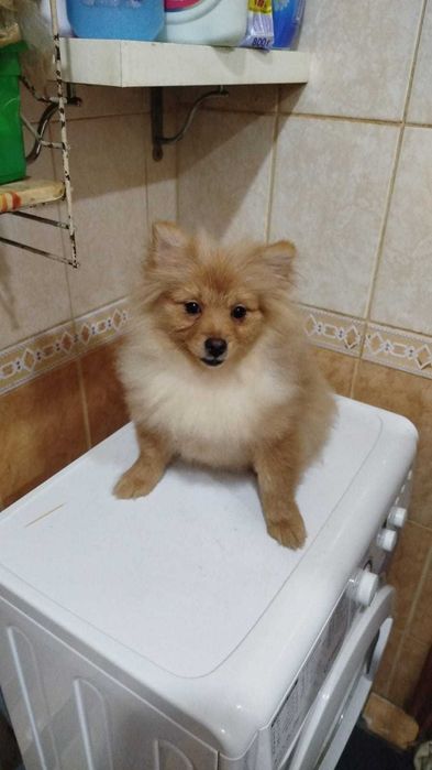 Продам щенков померанский шпиц