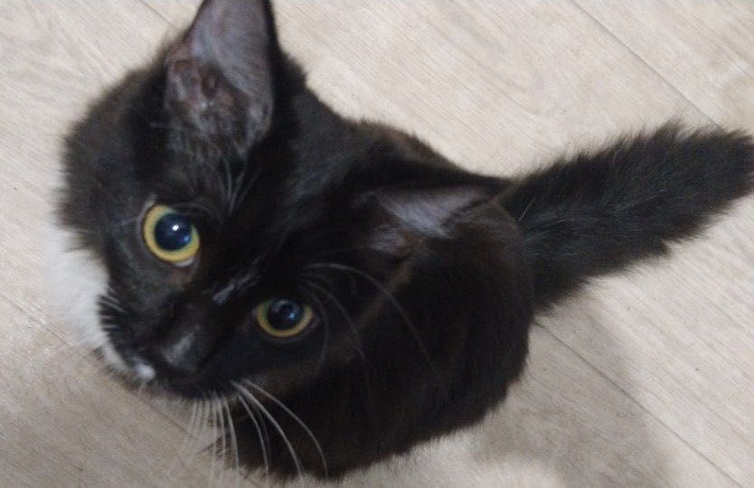 котенок и кошка даром
