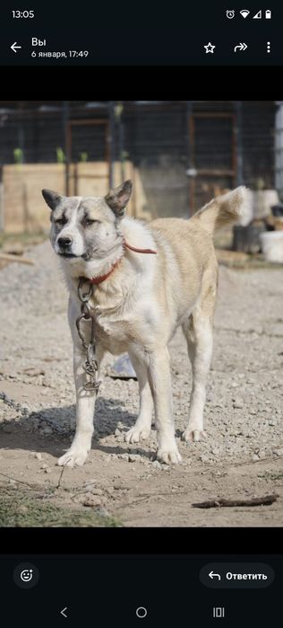 Звоночки, сторожа, компаньоны