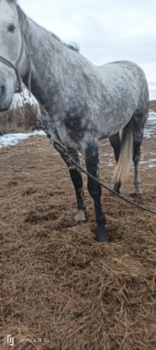 Жеребец для кокпара