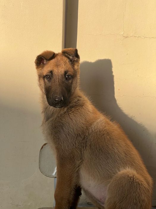 Овчарка бельгийской