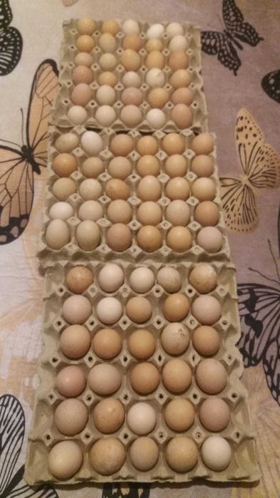 Răsaduri profesionale 2026  solarii/gradină. Ouă pt incubat și păsări